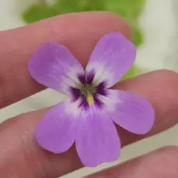 Pinguicula 'Huahuapan' x pilosa