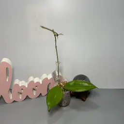 I18 ‘Honeydew’ (Icensis x Erythrina)