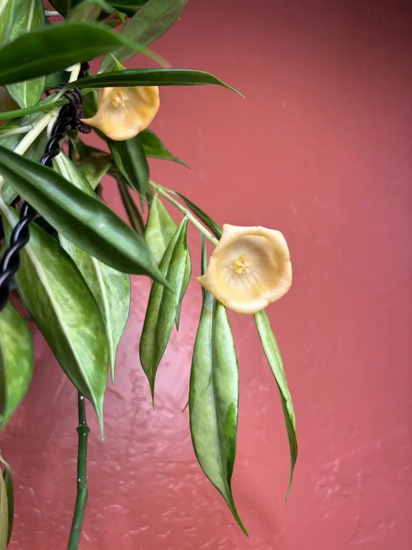 Livestream thumbnail