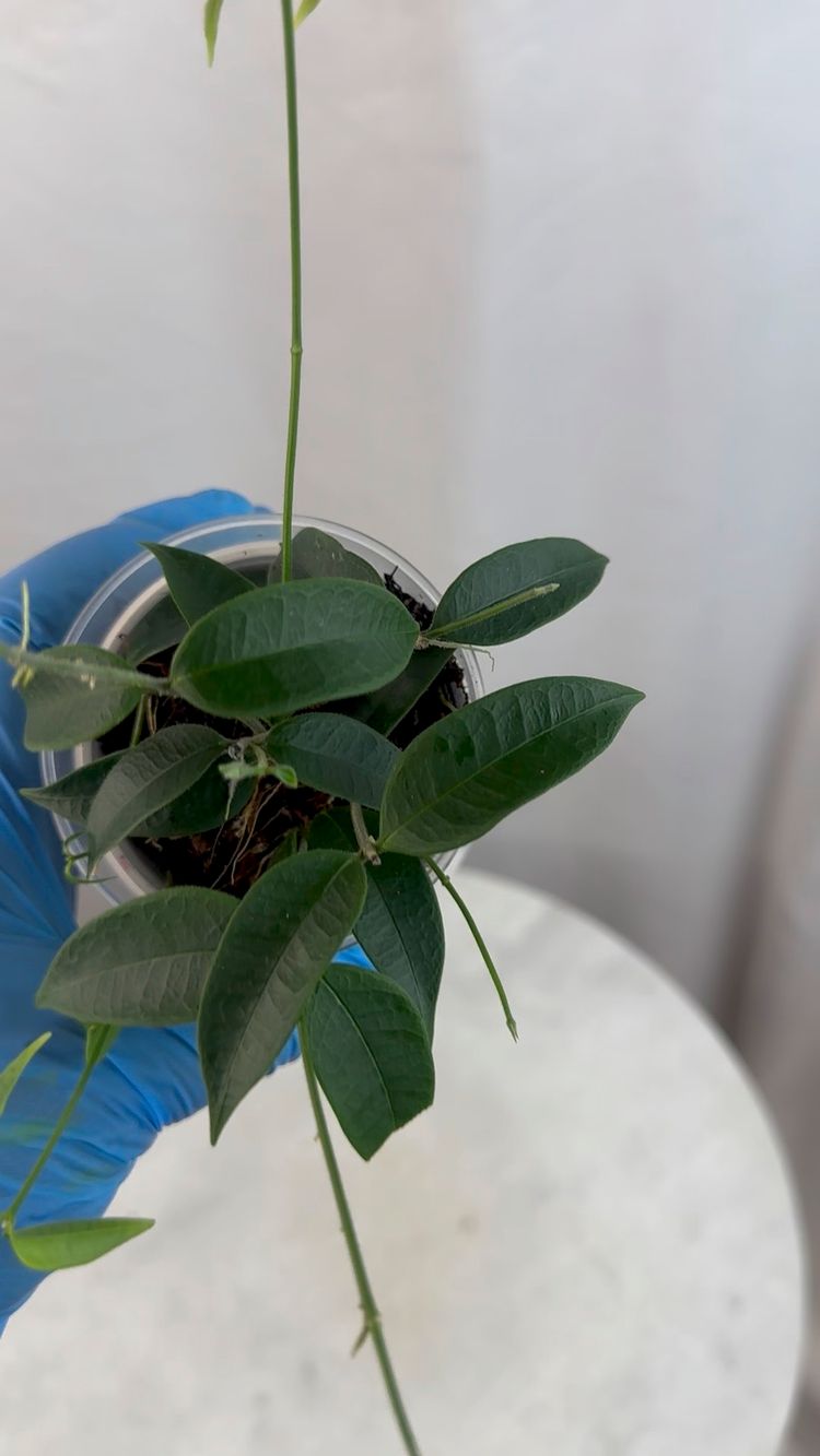 Hoya Linavergarae - 3 inch pot