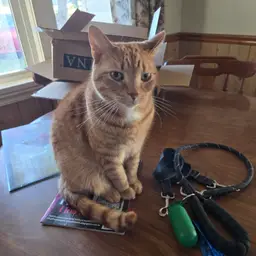 #22-CHOICE Paperweights