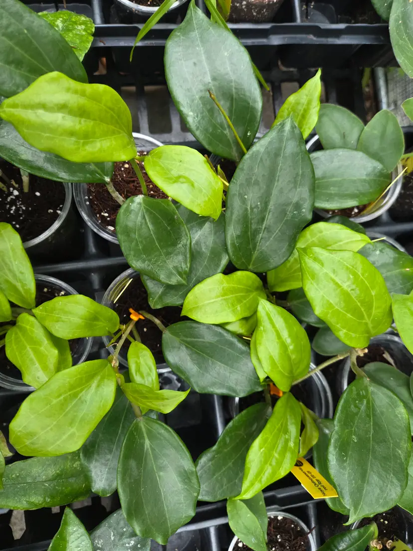 Hoya quinquenervia red rpp 131-01 (Growers choice)