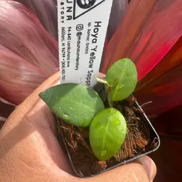 Hoya sp. Samar GN003 ‘Yellow Sapphire’
