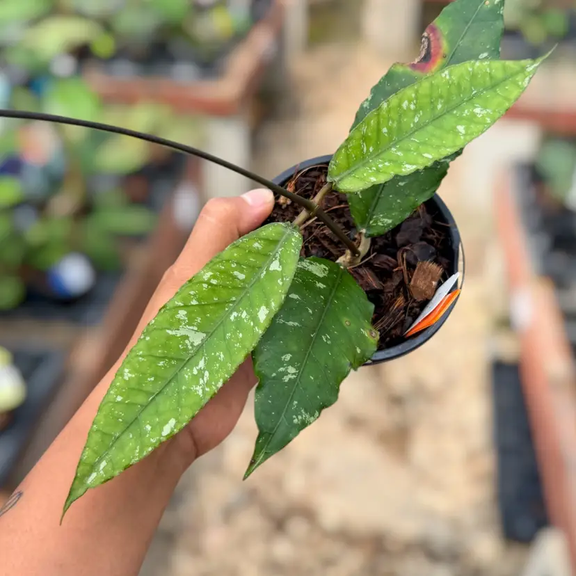 PS0534 - Hoya sp. (Aceh No.12)