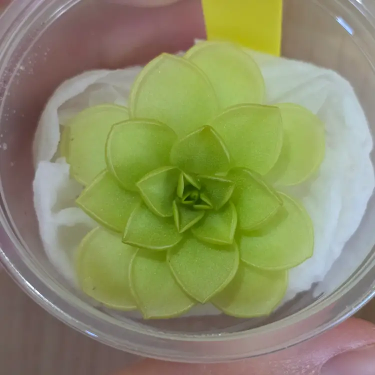 SC-207 Pinguicula mesophytica x 'Huahuapan'