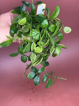 Khroniana super silver OP