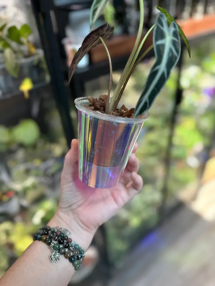#01 Self Watering Iridescent