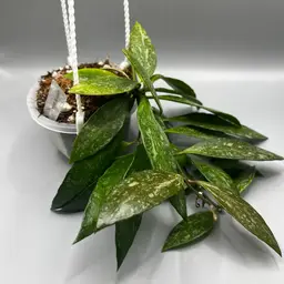 H gracilis (memoria) 3.5” hanging pot!