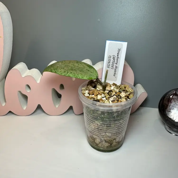 B20 ‘Strawberry Matcha’ (UPT008)