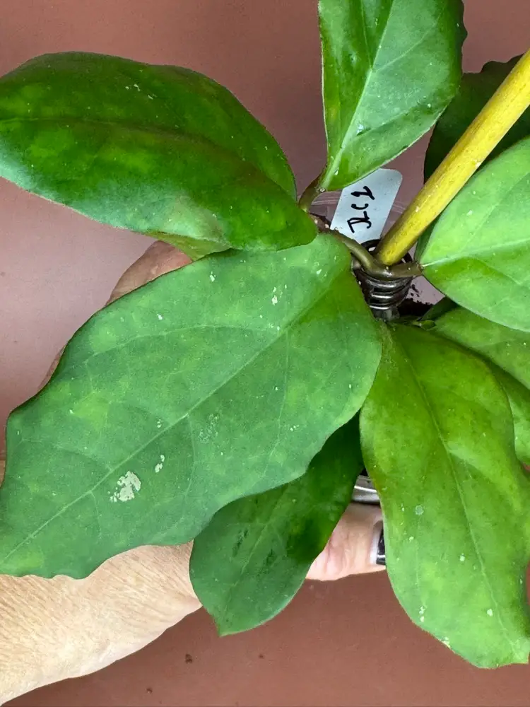 3680 Patcharawalai 029 OP
RHM2524-JLC1