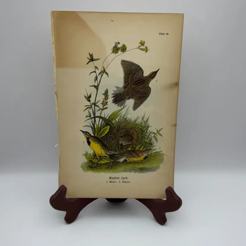 “Meadow Lark”, Male/Female, c.1890, Color Plate Engraving, Plate 28, From An Antique Book