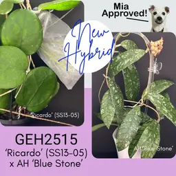 6pk Hybrid Seeds GEH2515 'Ricardo' x AH 'Blue Stone'