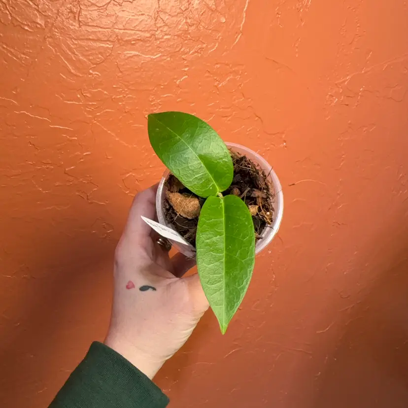 Hoya ‘Bruno Queen’