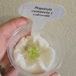 Pinguicula cyclosecta x colimensis