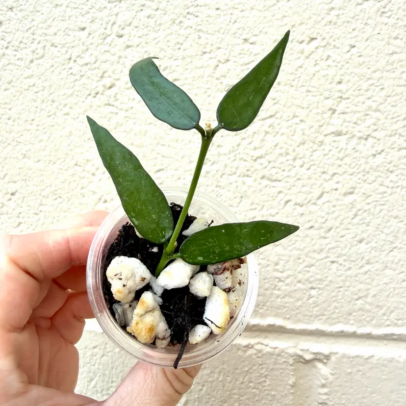 Burmanica green