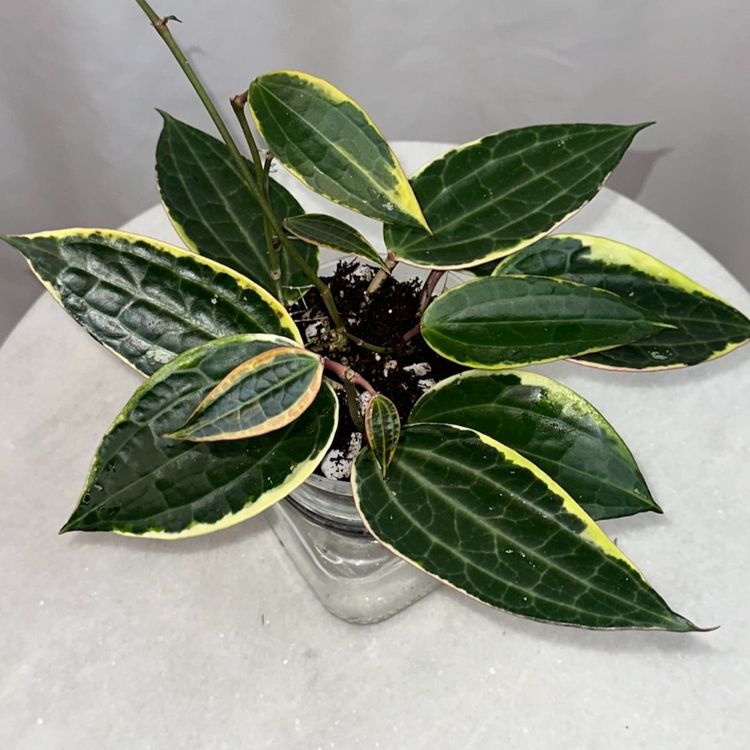 Hoya latifolia (albomarginata) - 4 inch pot
