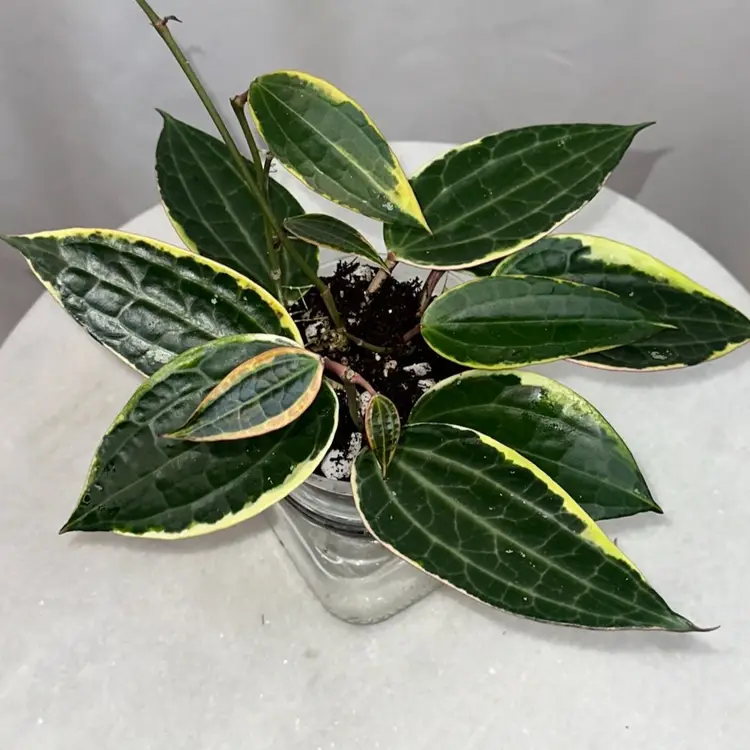 Hoya latifolia (albomarginata) - 4 inch pot