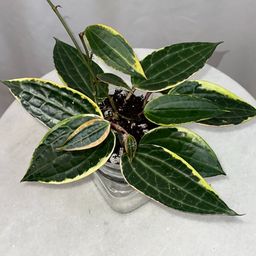 Hoya latifolia (albomarginata) - 4 inch pot