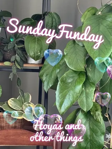 Hoyas and Other Things