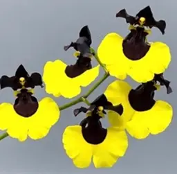 Gomesa Jiaho Queen 'Jia Ho' FCC/AOS (GM/TOGA)