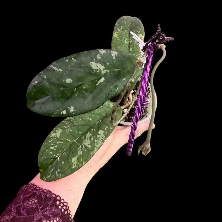 017-Hoya sp Tanggamus (from Tanggamus) splashy matte leaves. Veins are not textured like OG Tanggamus