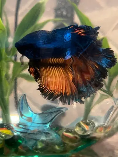 $1 Super Quick Clearance Pop Up 