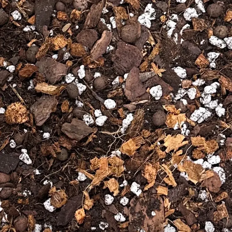 Custom Chunky Aroid Mix 2lb