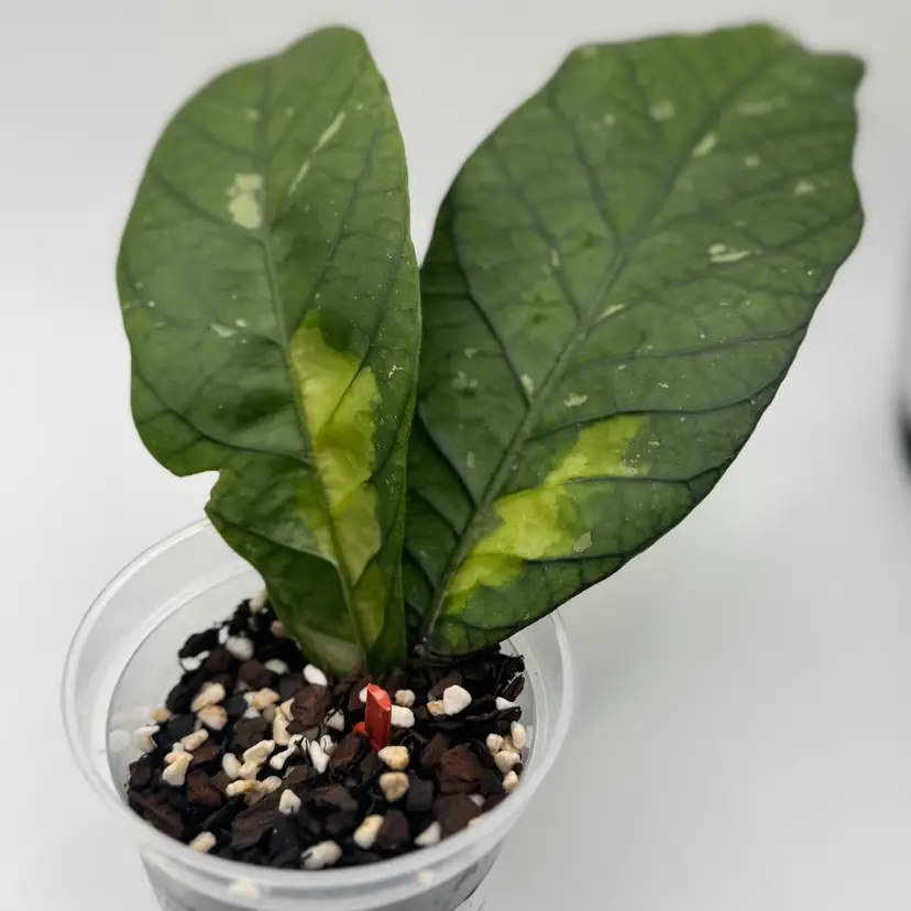 Hoya sp aceh ‘Ladia Galaska’