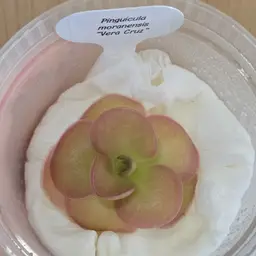 Pinguicula moranensis "Vera Cruz"