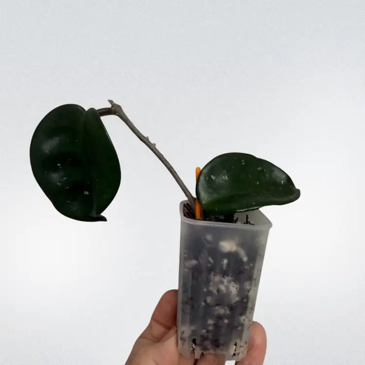 04-Hoya SMS Cinderella NOID (Cinderella Step Sister.