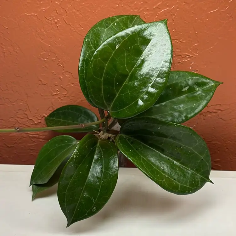 2042 Hoya merrillii x unk