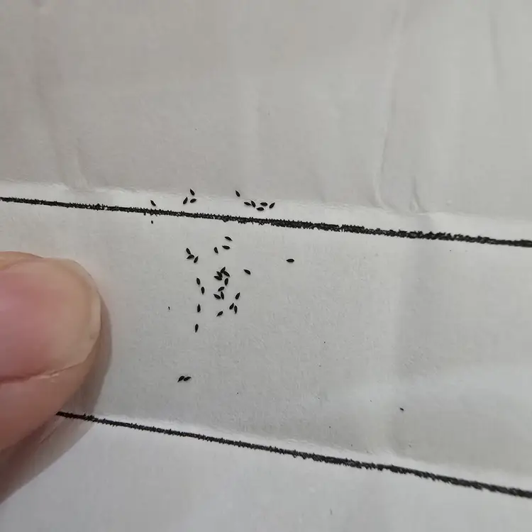 SEEDS Pinguicula bustamanta