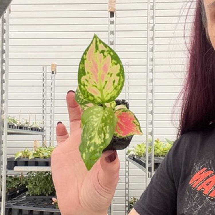Aglaonema