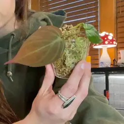 True Pink Micans Revert