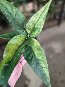 Variegated Birds Nest Anthurium 2
