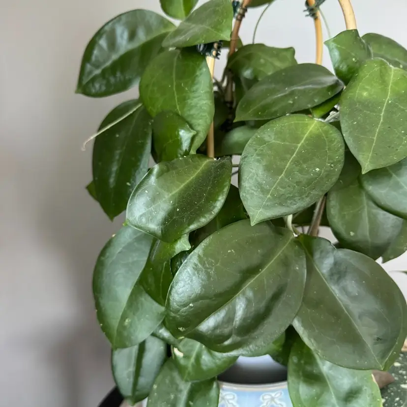 Hoya sp BO 01 2 node cutting