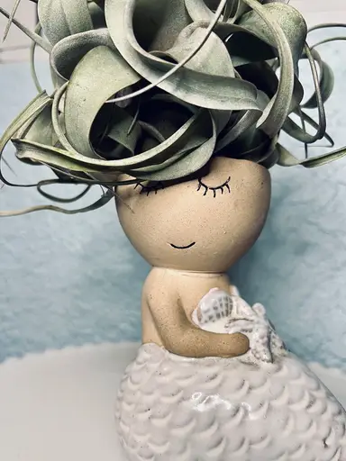 YAY!! Air Plants & Shelf Shopping! 🌿🌀🤍