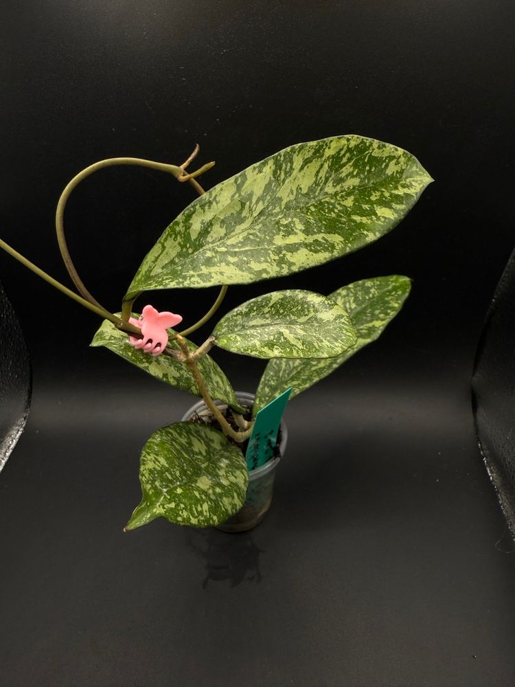 Hoya Crassipetiolata x ‘Michele’ (Clone 2)