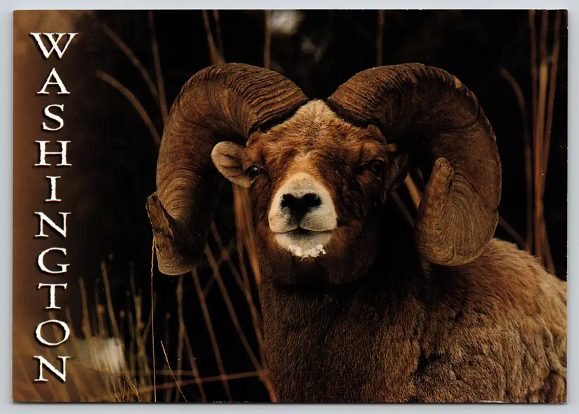 Postcard Bighorn Sheep Washington Ovis canadensis - Steven A Page - 15041