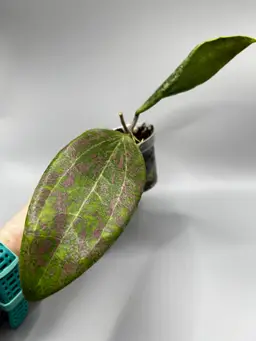 h verticillata var. verticillata (fka wibergiae)