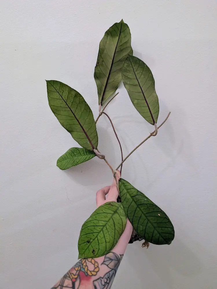 Hoya Sabah sp rp-13 #2