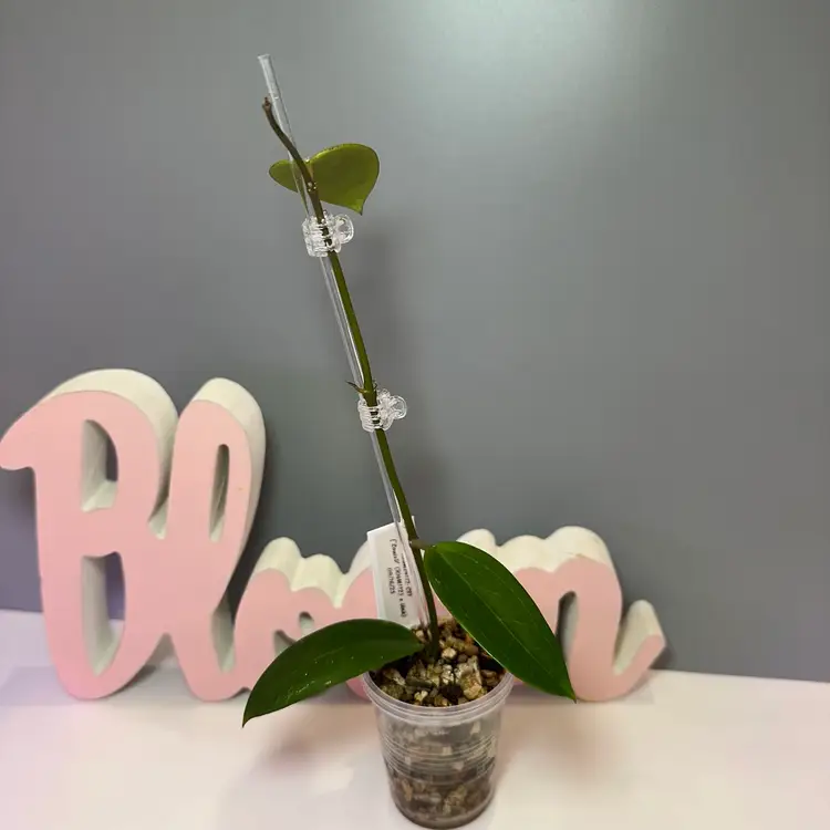 83 RHM24172-CS1 (LouisV [RHM112 {Verticillata (LP-4)x RHM-001}] x Unk)