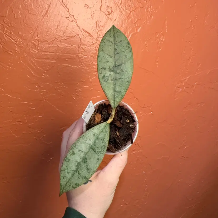 Hoya aff lambii (silver)