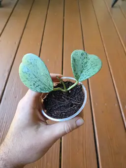 Hoya Chiang Dao Silver