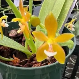 Phalaenopsis cornu-cervi var. chattaladee 'Orchidgrove'