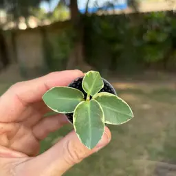 Hoya Cumingiana Albo
