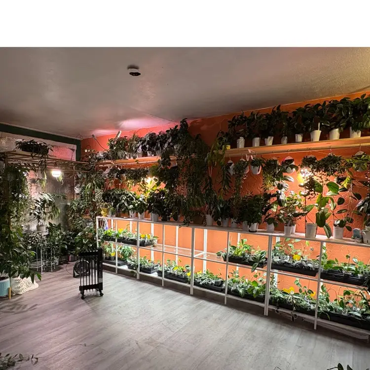 Mystery Hoya (Add On ONLY)