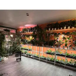 Mystery Hoya (Add On ONLY)