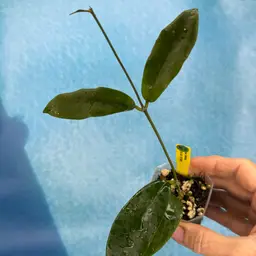 392 Hoya ‘Jidapa’ SS15-03