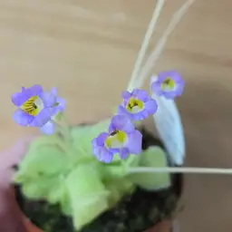 SEEDS Pinguicula lilacina